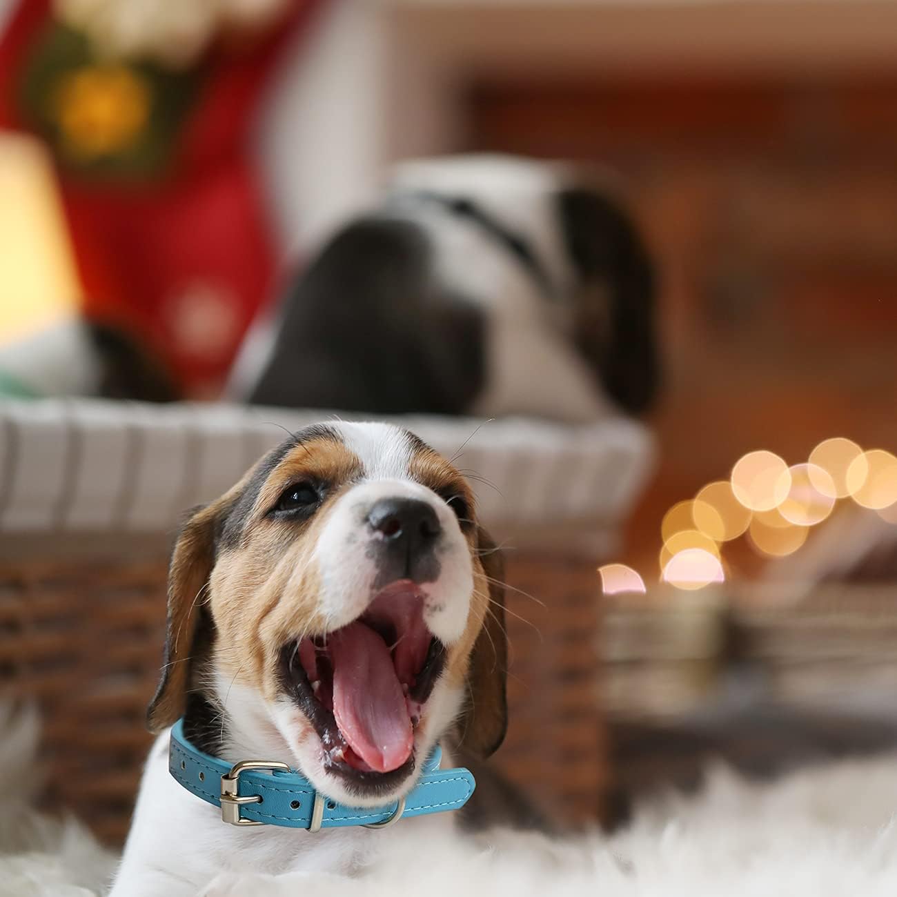 61jqlYs4c8L._AC_SL1300_.jpg 61jqlYs4c8L._AC_SL1300_.jpg