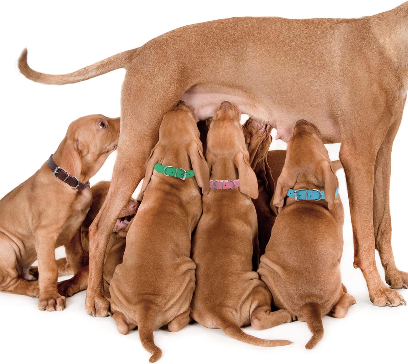 71EXKg0Li4L._AC_SL1300_.jpg 71EXKg0Li4L._AC_SL1300_.jpg