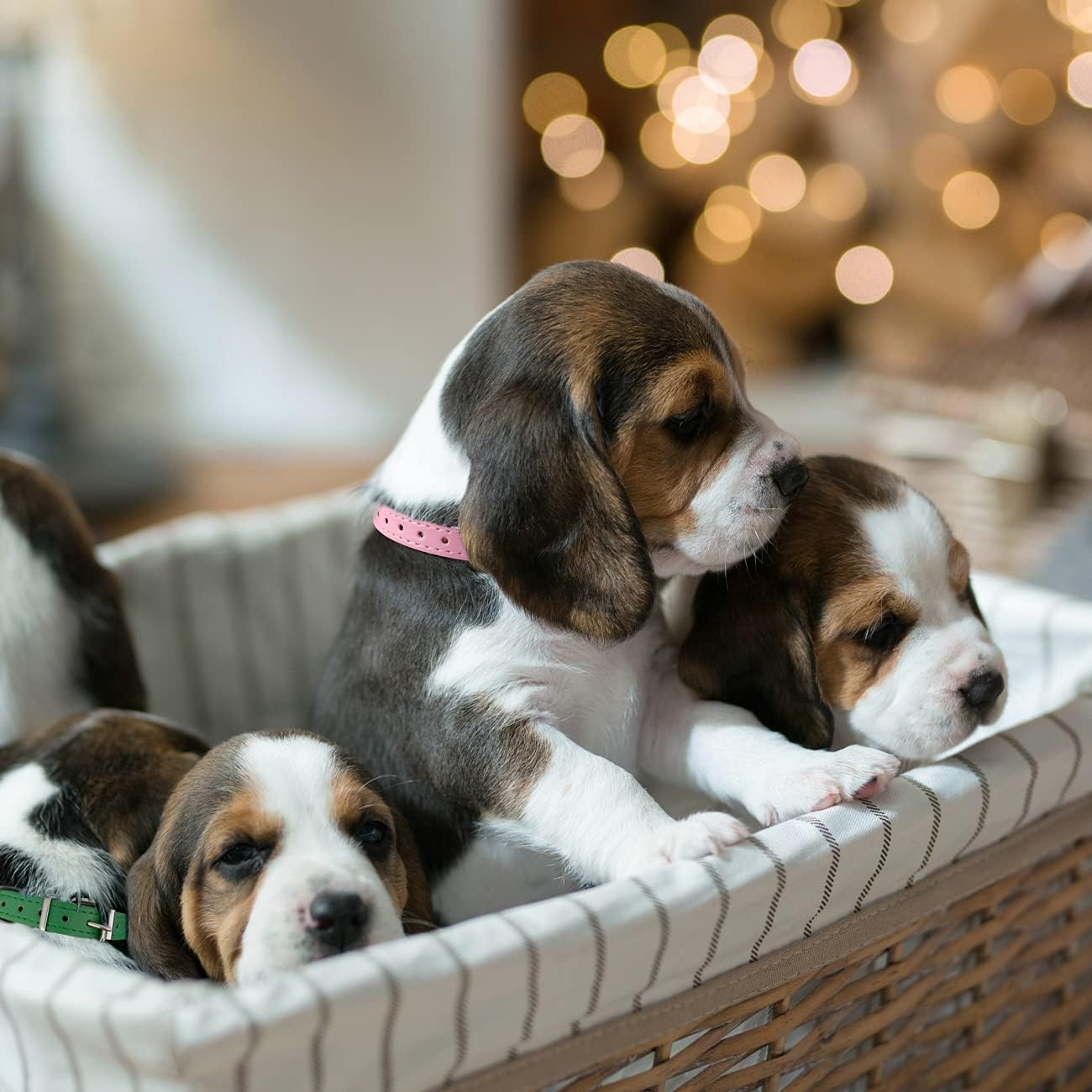 71i2bZoH4yL._AC_SL1300_.jpg 71i2bZoH4yL._AC_SL1300_.jpg