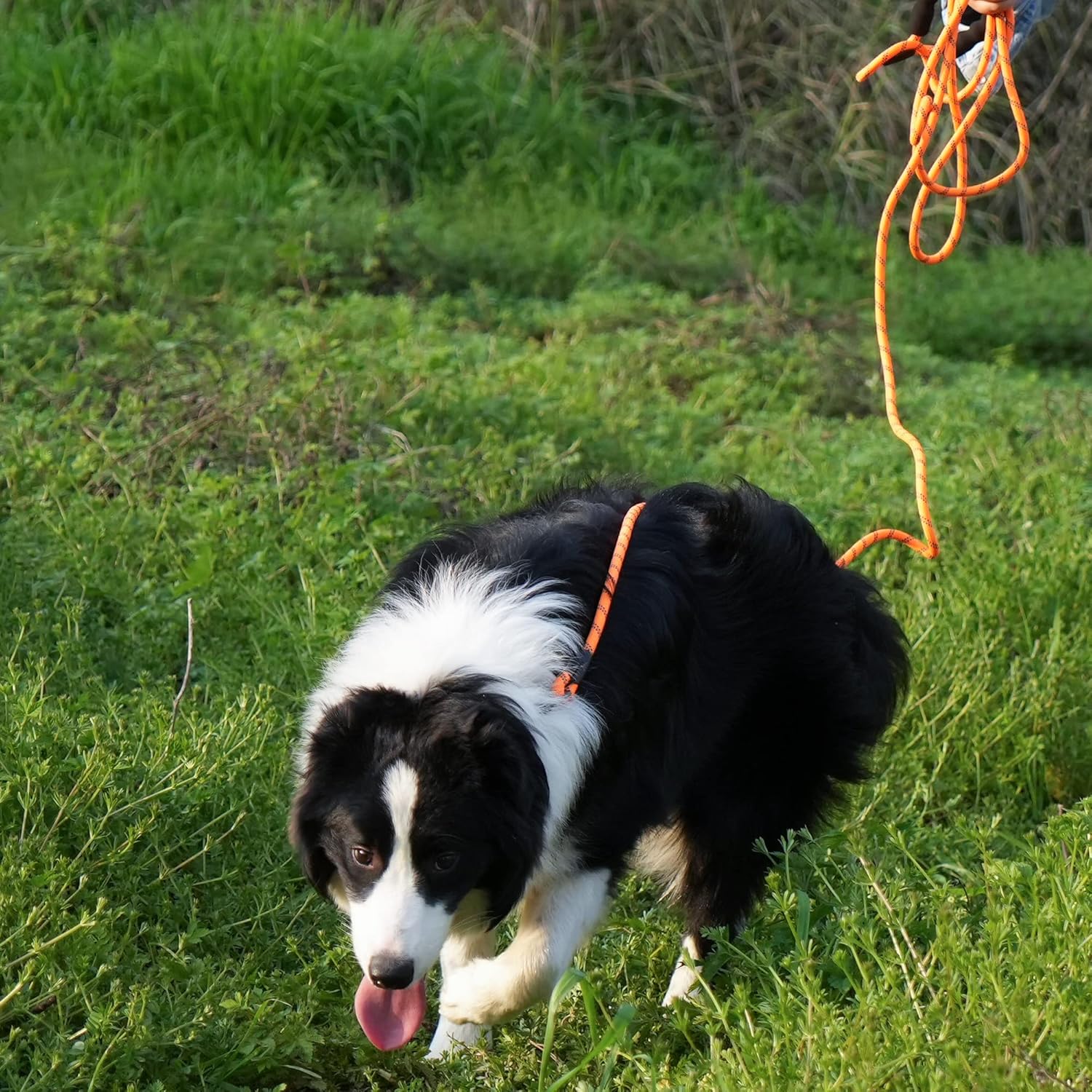 817FExqoGdL._AC_SL1500_.jpg 817FExqoGdL._AC_SL1500_.jpg