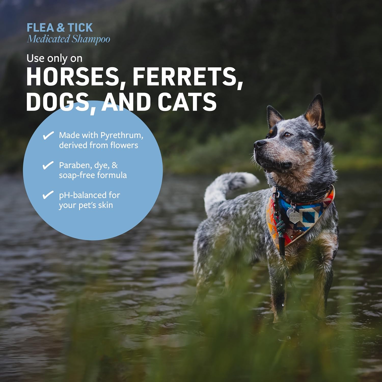 81ijLVHMwL._AC_SL1500_.jpg 81ijLVHMwL._AC_SL1500_.jpg