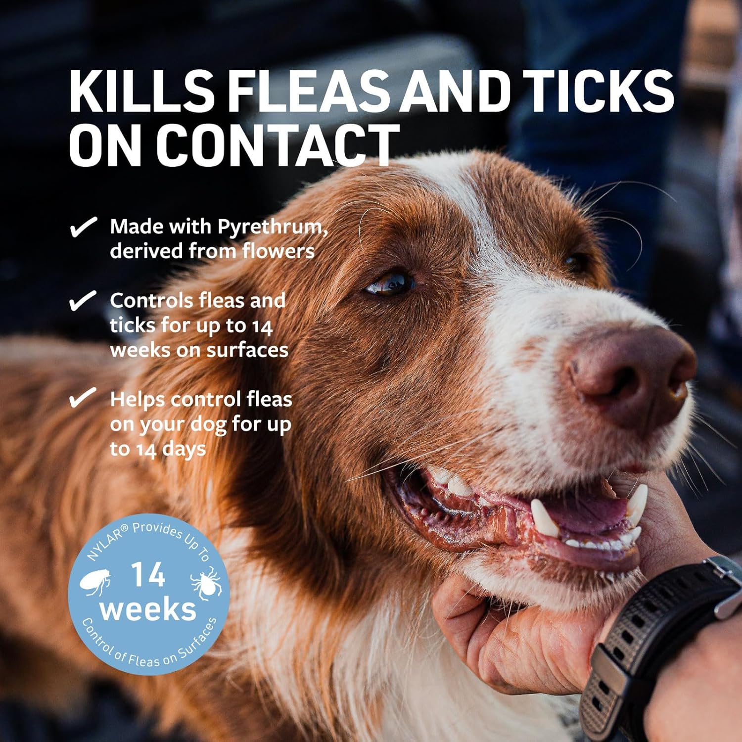 81yzSX-lv9L._AC_SL1500_.jpg 81yzSX-lv9L._AC_SL1500_.jpg